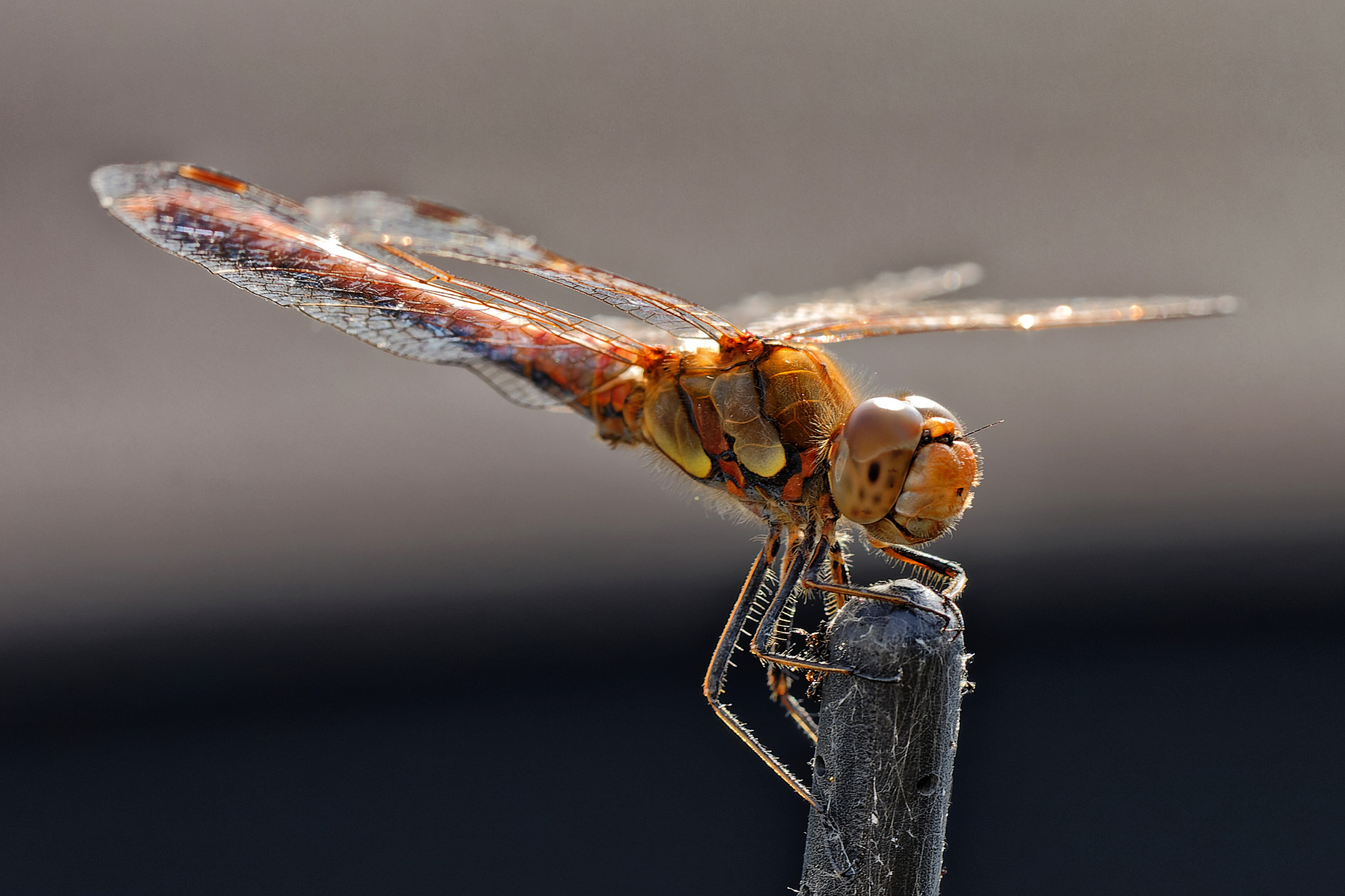 Libelle (Braune Mosaikjungfer) auf Autoantenne